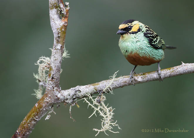 Golden-eared Tanager (Tangara chrysotis) photo image