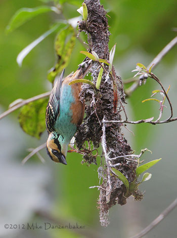 Golden-eared Tanager (Tangara chrysotis) photo