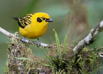 Golden Tanager (Tangara arthus) photo image