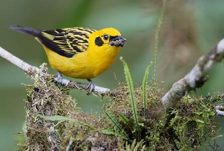 Golden Tanager (Tangara arthus) photo image