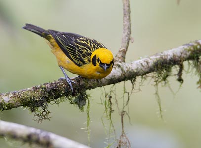 Golden Tanager (Tangara arthus) photo image