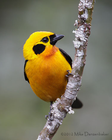 Golden Tanager (Tangara arthus) photo