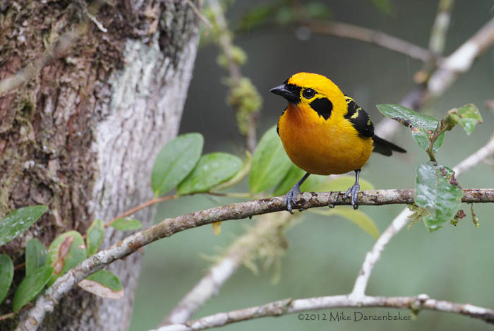 Golden Tanager (Tangara arthus) photo