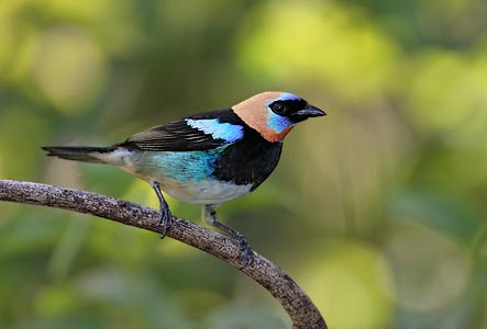 Golden-hooded Tanager (Tangara larvata) photo image