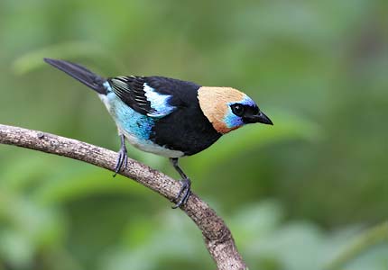 Golden-hooded Tanager (Tangara larvata) photo image