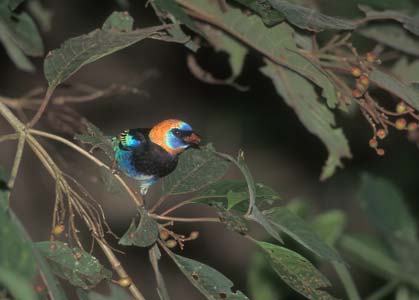 Golden-hooded Tanager (Tangara larvata) photo image