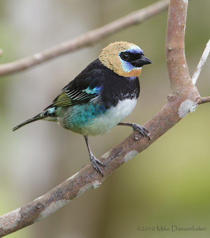 Golden-hooded Tanager (Tangara larvata) photo image