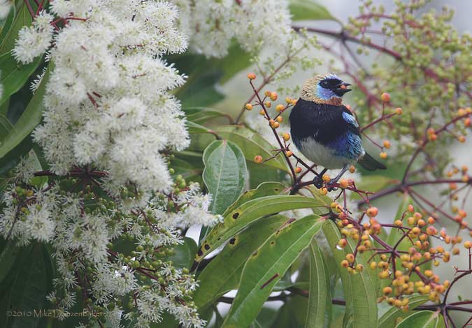 Golden-hooded Tanager (Tangara larvata) photo image