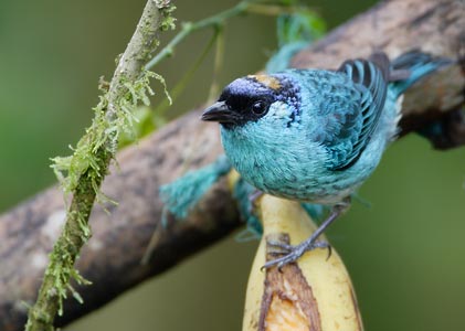 Golden-naped Tanager (Tangara ruficervix) photo image