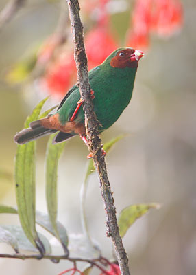 Grass-green Tanager (Chlorornis riefferii) photo image