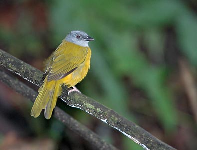 Gray-headed Tanager (Eucometis penicillata) photo image