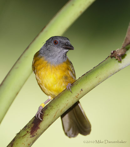 Gray-headed Tanager (Eucometis penicillata) photo image