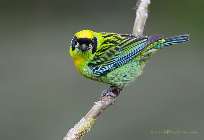 Green-and-gold Tanager (Tangara schrankii) photo image