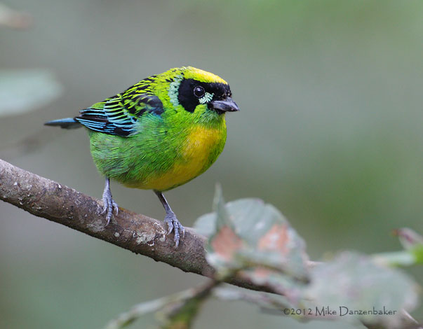 Green-and-gold Tanager (Tangara schrankii) photo image