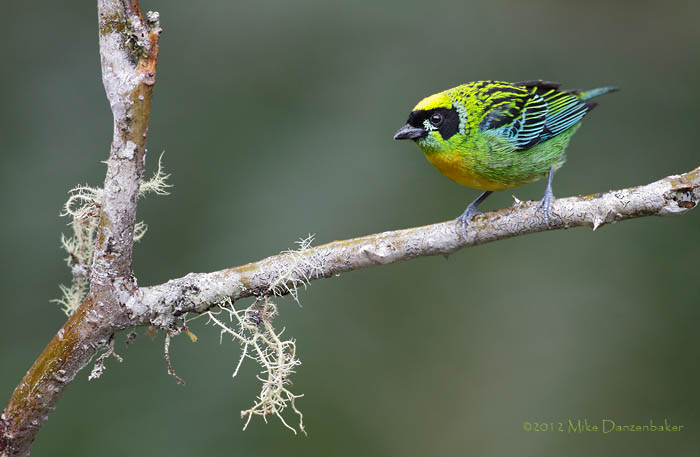 Green-and-gold Tanager (Tangara schrankii) photo image