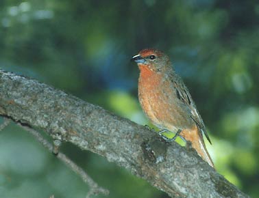 Hepatic Tanager (Piranga hepatica) photo image