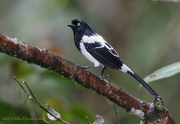 Magpie Tanager (Cissopis leverianus) photo