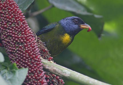 Moss-backed Tanager (Bangsia edwardsi) photo image