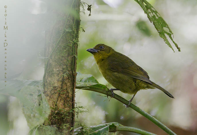 Carmiol's Tanager (Chlorothraupis carmioli) photo image