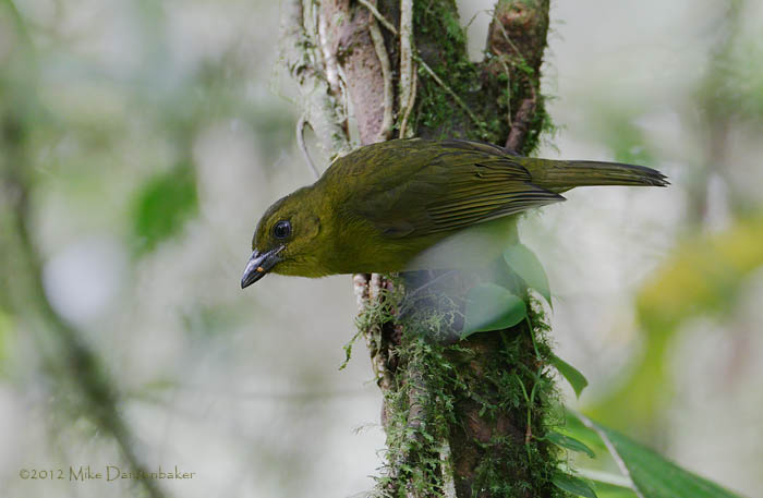 Carmiol's Tanager (Chlorothraupis carmioli) photo image