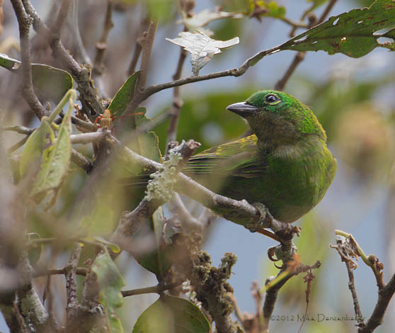 Orange-eared Tanager (Chlorochrysa calliparaea) photo image