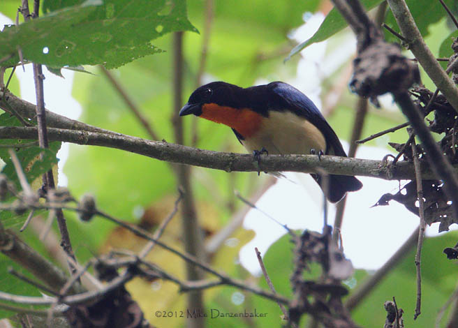Orange-throated Tanager (Wetmorethraupis sterrhopteron) photo