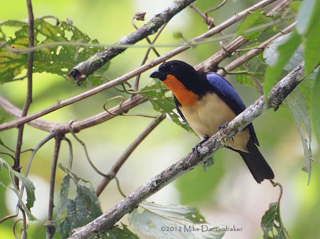 Orange-throated Tanager (Wetmorethraupis sterrhopteron) photo