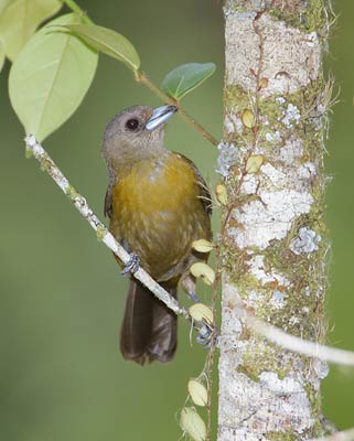 Passerini's Tanager (Ramphocelus passerinii) photo image