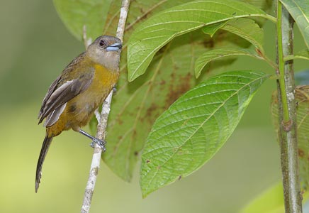 Passerini's Tanager (Ramphocelus passerinii) photo image