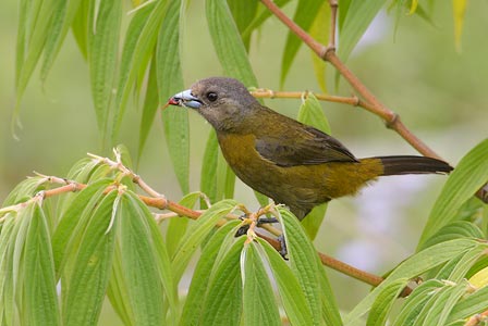 Passerini's Tanager (Ramphocelus passerinii) photo image