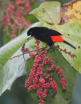 Passerini's Tanager (Ramphocelus passerinii) photo image