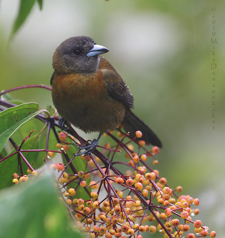 Passerini's Tanager (Ramphocelus passerinii) photo image