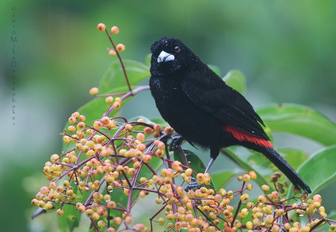 Passerini's Tanager (Ramphocelus passerinii) photo image