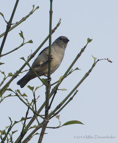 Plain-colored Tanager (Tangara inornata) photo image