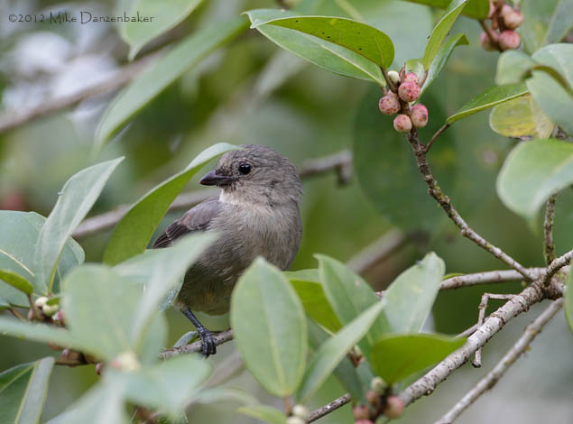 Plain-colored Tanager (Tangara inornata) photo image