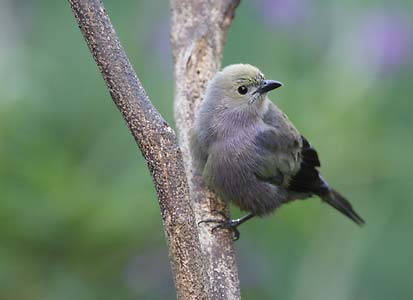 Palm Tanager (Thraupis palmarum) photo image