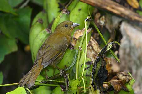 Red-crowned Ant Tanager (Habia rubica) photo image