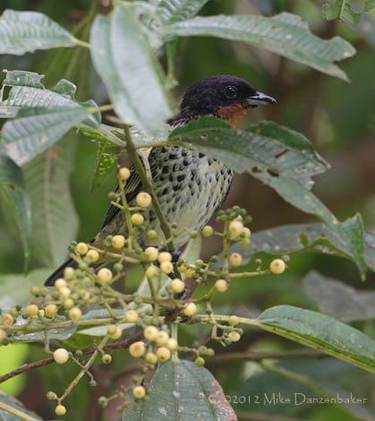 Rufous-throated Tanager (Tangara rufigula) photo image