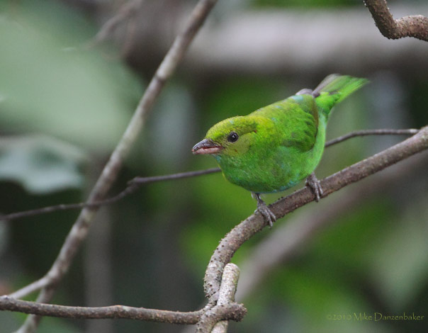 Rufous-winged Tanager (Tangara lavinia) photo image