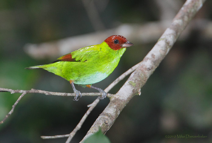 Rufous-winged Tanager (Tangara lavinia) photo image