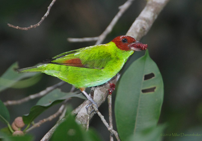 Rufous-winged Tanager (Tangara lavinia) photo image
