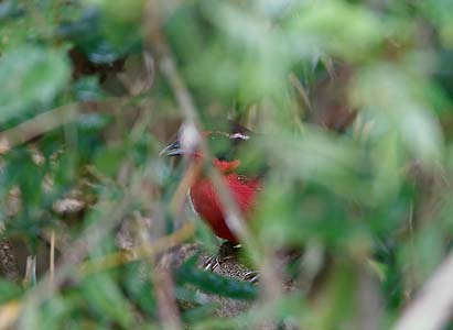 Rosy Thrush-Tanager (Rhodinocichla rosea) photo image