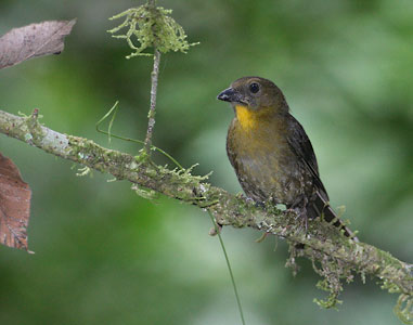 Red-throated Ant Tanager (Habia fuscicauda) photo image