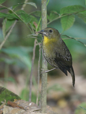 Red-throated Ant Tanager (Habia fuscicauda) photo image