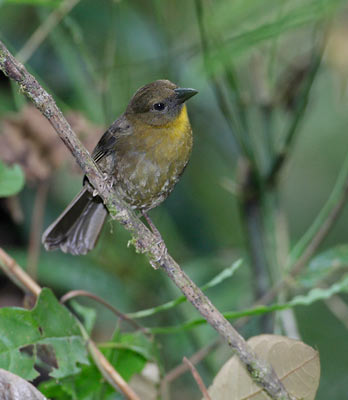 Red-throated Ant Tanager (Habia fuscicauda) photo image