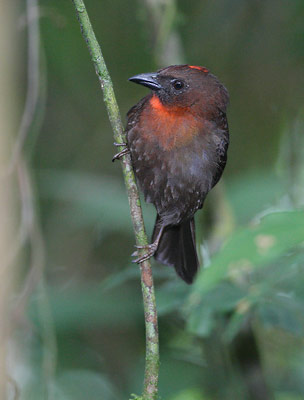 Red-throated Ant Tanager (Habia fuscicauda) photo image