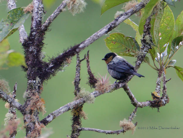 Silver-backed Tanager (Tangara viridicollis) photo