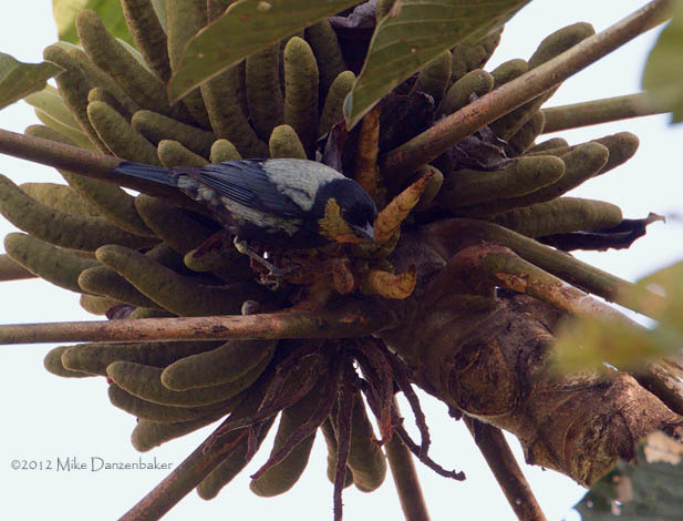Silver-backed Tanager (Tangara viridicollis) photo