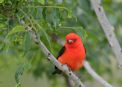 Scarlet Tanager (Piranga olivacea) photo image