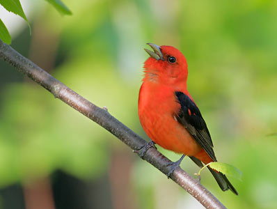 Scarlet Tanager (Piranga olivacea) photo image